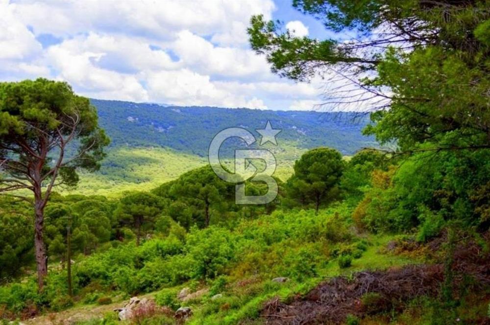 İzmir Bergama Tırmanlar 7937 M2 Bedava Yatırımlık Satılık Tarla