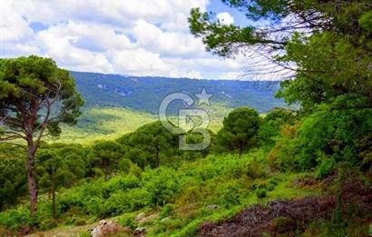 İzmir Bergama Tırmanlar 7937 M2 Bedava Yatırımlık Satılık Tarla