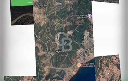 İzmir Seferihisar'da Satılık Zeytinlik