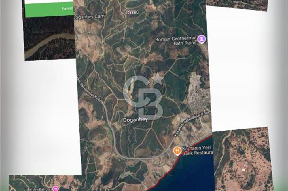 İzmir Seferihisar'da Satılık Zeytinlik