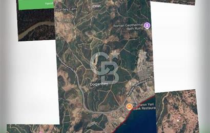 İzmir Seferihisar'da Satılık Zeytinlik