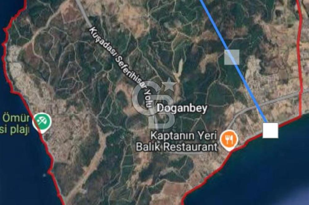 İzmir Seferihisar'da Satılık Zeytinlik