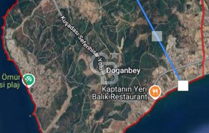 İzmir Seferihisar'da Satılık Zeytinlik