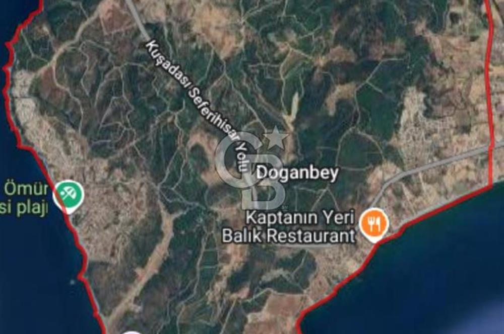 İzmir Seferihisar'da Satılık Zeytinlik