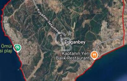 İzmir Seferihisar'da Satılık Zeytinlik