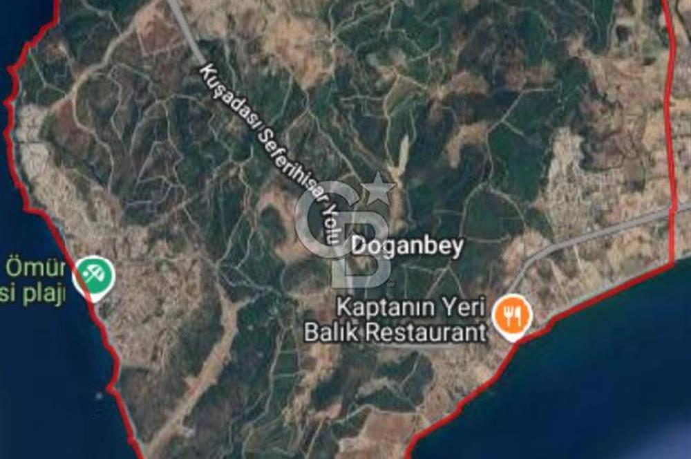 İzmir Seferihisar'da Satılık Zeytinlik