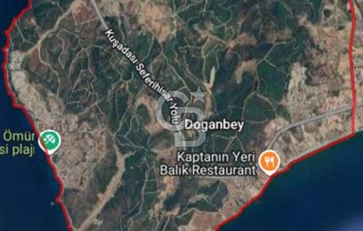 İzmir Seferihisar'da Satılık Zeytinlik