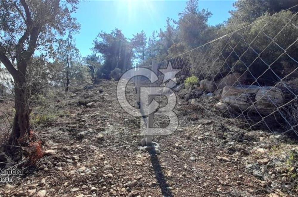 köşe parsel rızai taksimi yapılmış zeytinlik