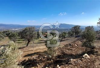 köşe parsel rızai taksimi yapılmış zeytinlik - 4 - 350938