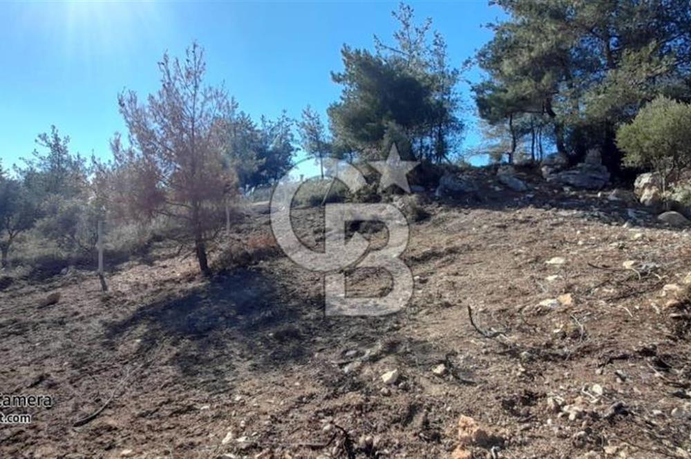köşe parsel rızai taksimi yapılmış zeytinlik