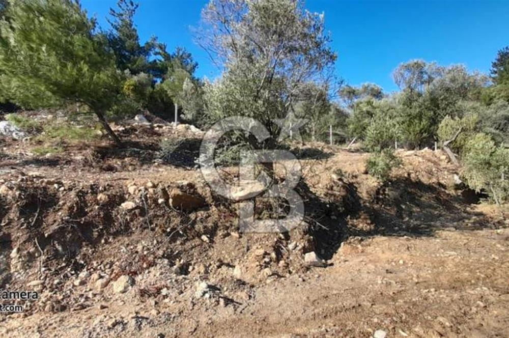 köşe parsel rızai taksimi yapılmış zeytinlik