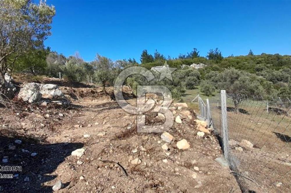 köşe parsel rızai taksimi yapılmış zeytinlik