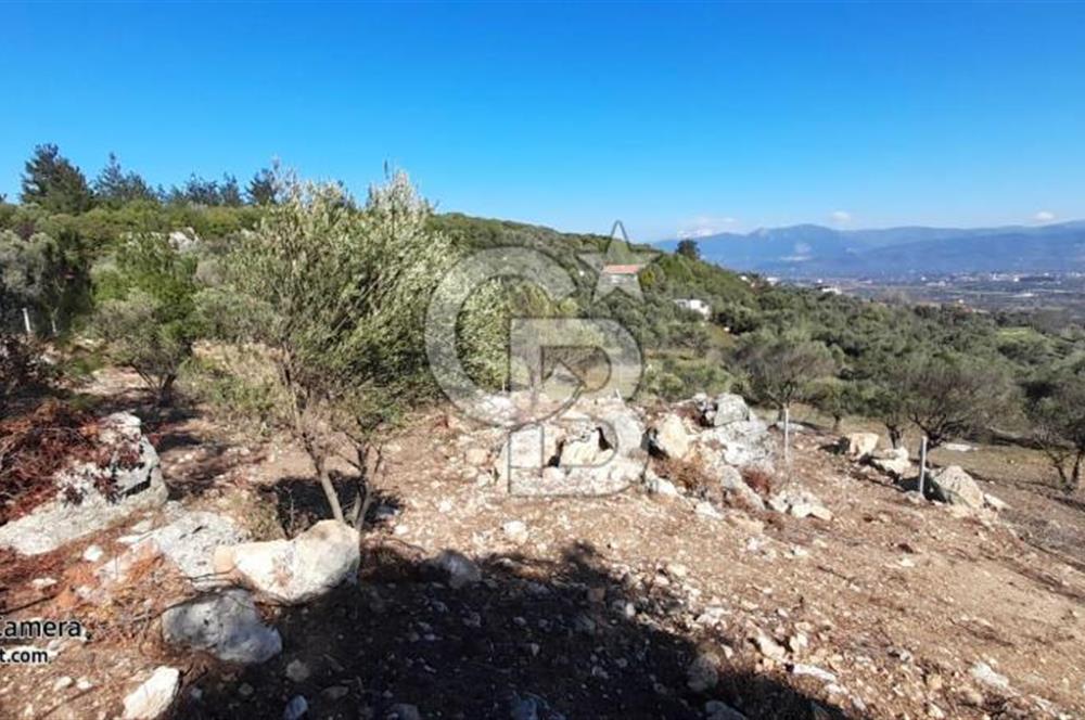 köşe parsel rızai taksimi yapılmış zeytinlik