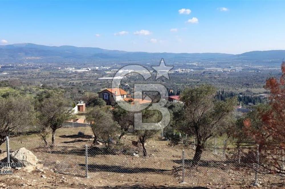 köşe parsel rızai taksimi yapılmış zeytinlik