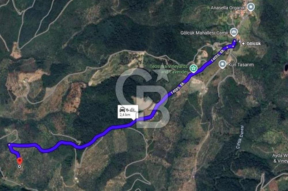 Seferihisar Gölcük'te Teos Bağ Rotasında Zeytinlik