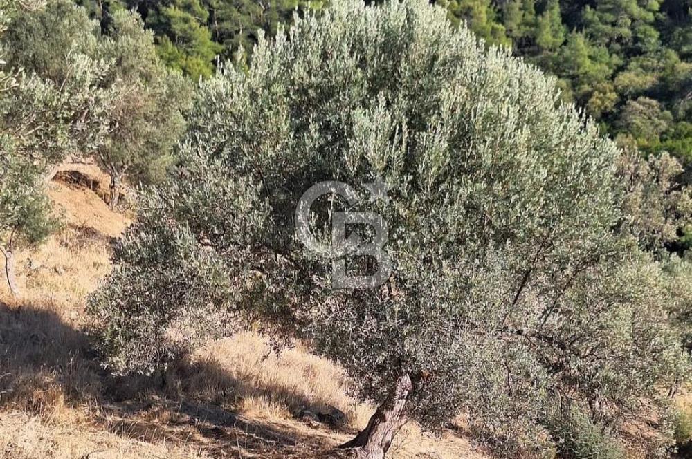 Seferihisar Gölcük'te Teos Bağ Rotasında Zeytinlik
