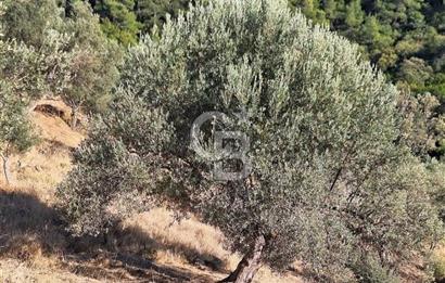 Seferihisar Gölcük'te Teos Bağ Rotasında Zeytinlik