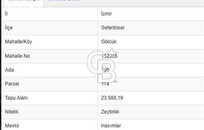 Seferihisar Gölcük'te Teos Bağ Rotasında Zeytinlik