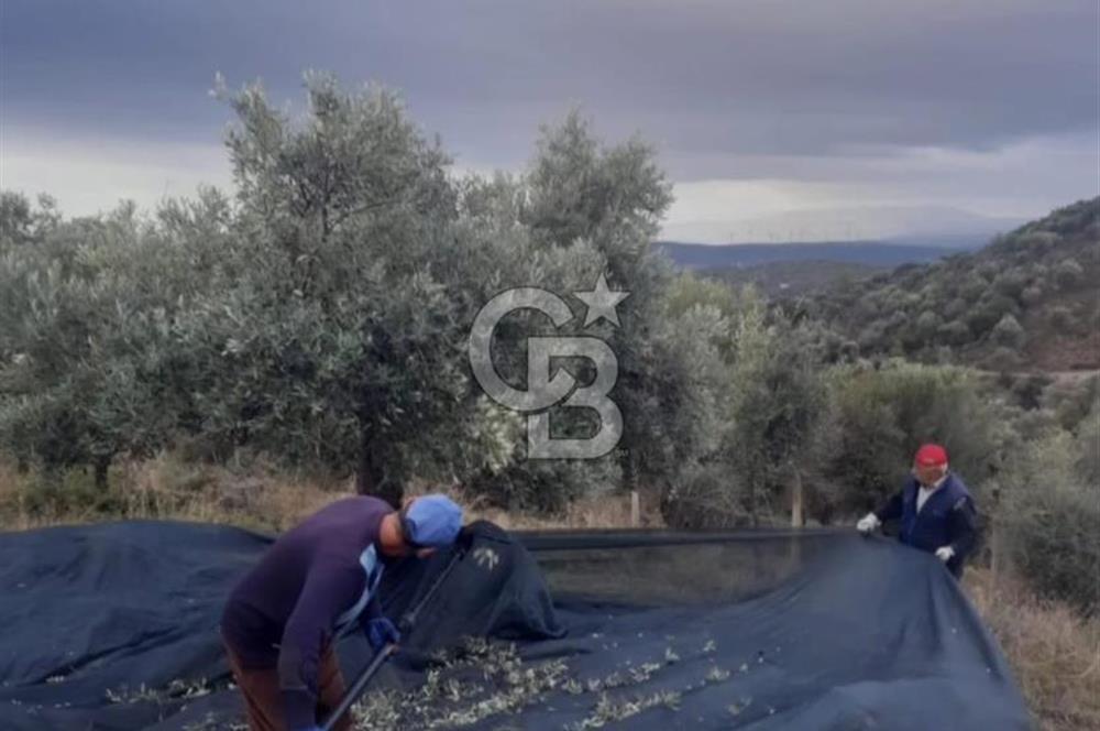 Seferihisar Gölcük'te Teos Bağ Rotasında Zeytinlik