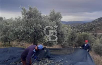 Seferihisar Gölcük'te Teos Bağ Rotasında Zeytinlik