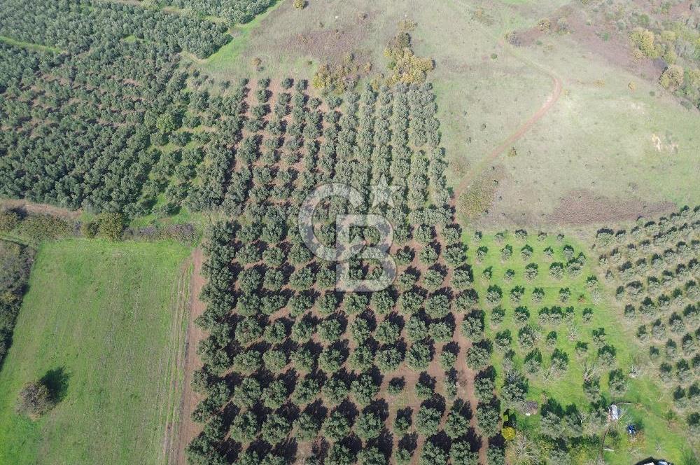 MUDANYA YALIÇİFTLİKTE 2121 M2 ZEYTİNLİK