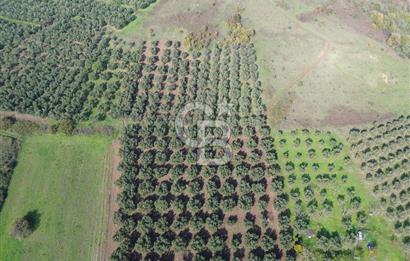 MUDANYA YALIÇİFTLİKTE 2121 M2 ZEYTİNLİK
