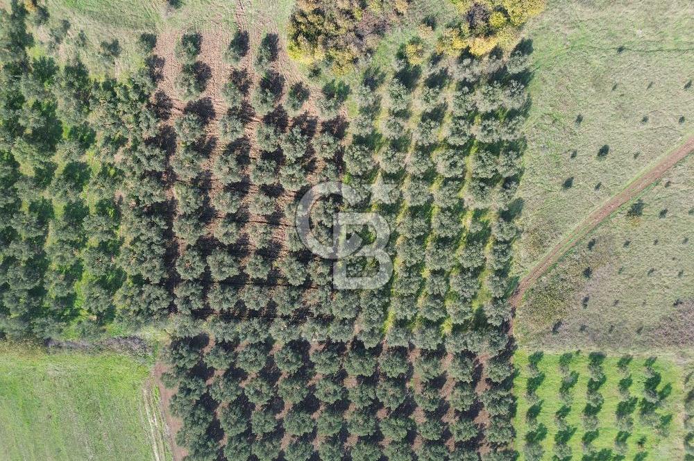 MUDANYA YALIÇİFTLİKTE 2121 M2 ZEYTİNLİK
