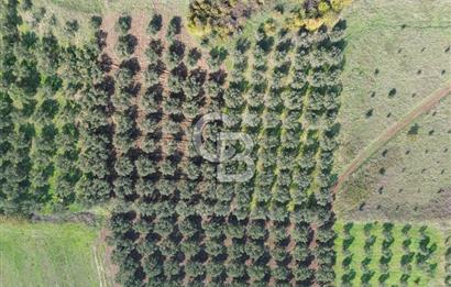 MUDANYA YALIÇİFTLİKTE 2121 M2 ZEYTİNLİK