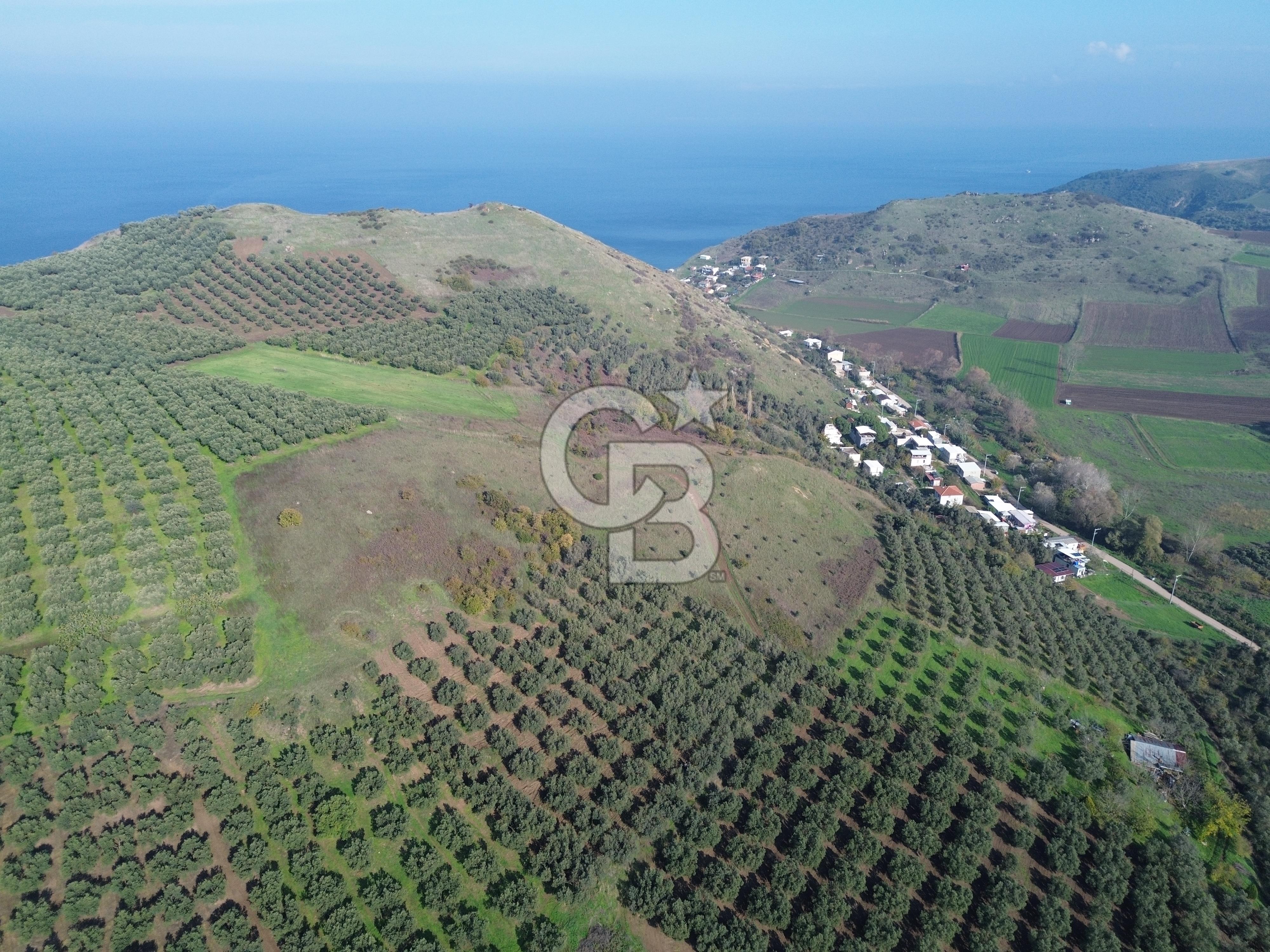 MUDANYA YALIÇİFTLİKTE 2121 M2 ZEYTİNLİK