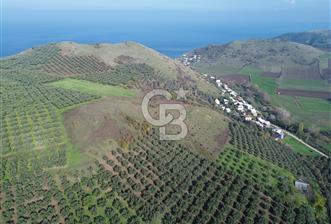 MUDANYA YALIÇİFTLİKTE 2121 M2 ZEYTİNLİK - 12 - 351791