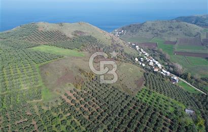 MUDANYA YALIÇİFTLİKTE 2121 M2 ZEYTİNLİK