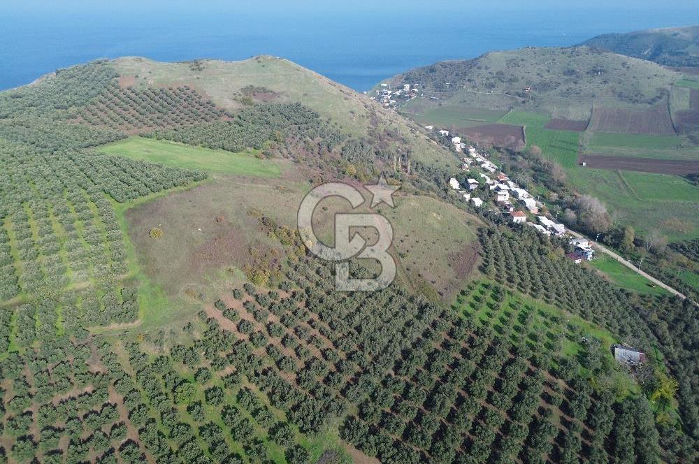 MUDANYA YALIÇİFTLİKTE 2121 M2 ZEYTİNLİK