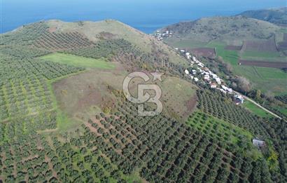 MUDANYA YALIÇİFTLİKTE 2121 M2 ZEYTİNLİK