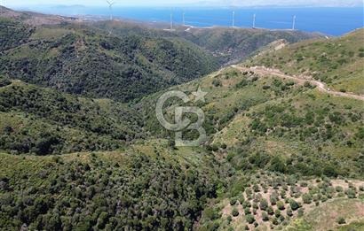 Karaburun Sarpıncık Mahallesi'nde 10.125 m² Satılık Tarla