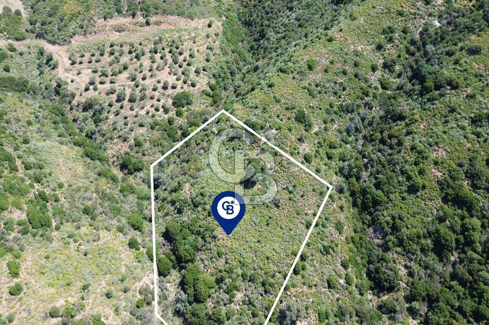 Karaburun Sarpıncık Mahallesi'nde 10.125 m² Satılık Tarla