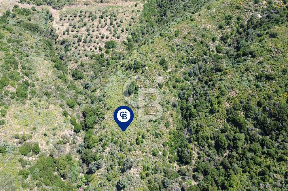 Karaburun Sarpıncık Mahallesi'nde 10.125 m² Satılık Tarla
