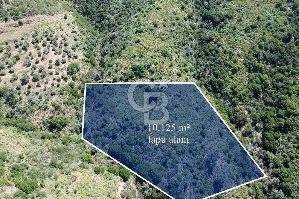 Karaburun Sarpıncık Mahallesi'nde 10.125 m² Satılık Tarla