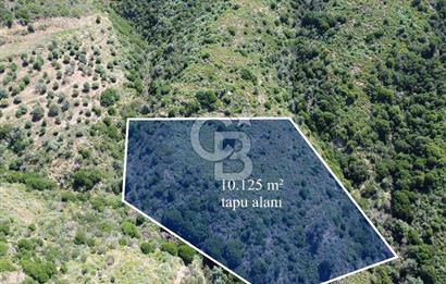 Karaburun Sarpıncık Mahallesi'nde 10.125 m² Satılık Tarla