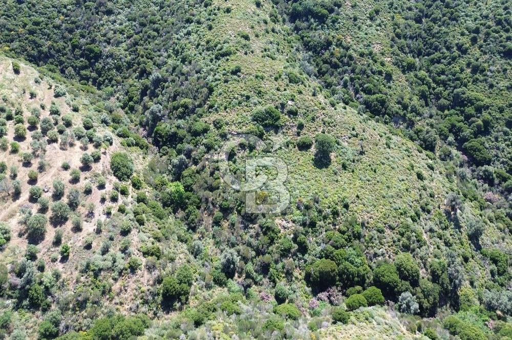 Karaburun Sarpıncık Mahallesi'nde 10.125 m² Satılık Tarla