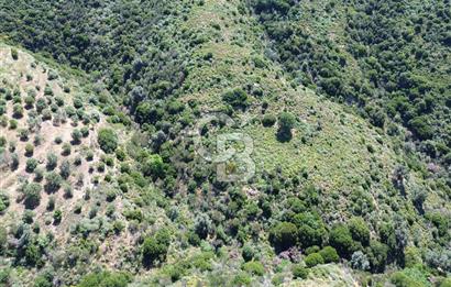 Karaburun Sarpıncık Mahallesi'nde 10.125 m² Satılık Tarla