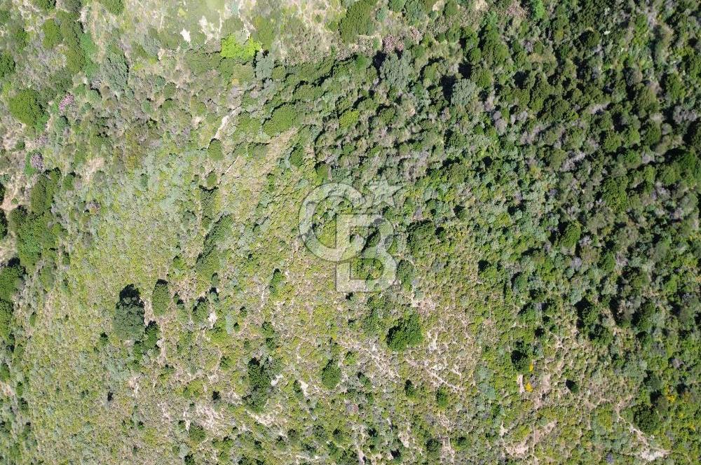 Karaburun Sarpıncık Mahallesi'nde 10.125 m² Satılık Tarla