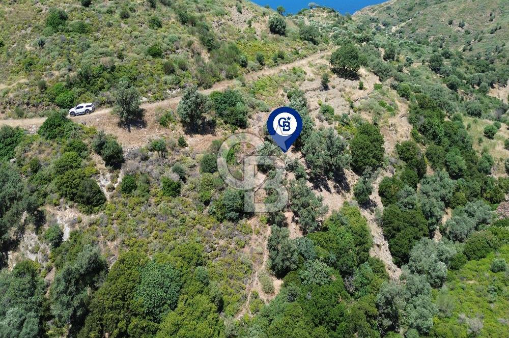 Karaburun Sarpıncık'ta 5 Dönüm Satılık Zeytinlik