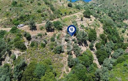 Karaburun Sarpıncık'ta 5 Dönüm Satılık Zeytinlik