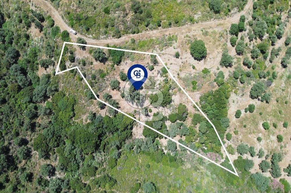 Karaburun Sarpıncık'ta 5 Dönüm Satılık Zeytinlik