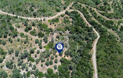 Sarpıncık'ta Deniz Manzaralı 7312 m² Yatırımlık Arazi