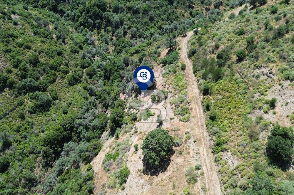 Karaburun Sarpıncık'ta 5 Dönüm Satılık Zeytinlik