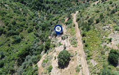 Karaburun Sarpıncık'ta 5 Dönüm Satılık Zeytinlik