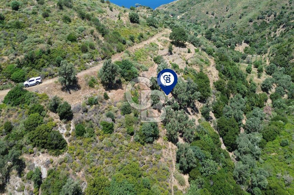 Karaburun Sarpıncık'ta 5 Dönüm Satılık Zeytinlik