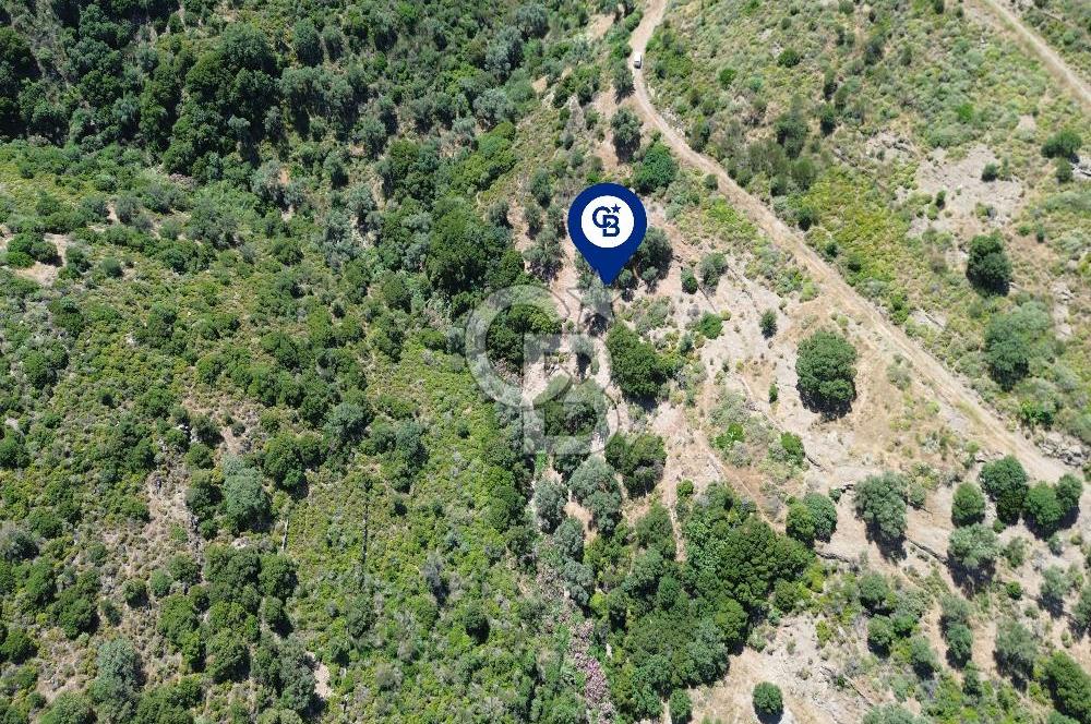 Karaburun Sarpıncık'ta 5 Dönüm Satılık Zeytinlik