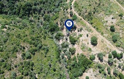 Karaburun Sarpıncık'ta 5 Dönüm Satılık Zeytinlik